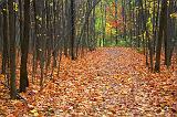 Autumn Trail_24150
